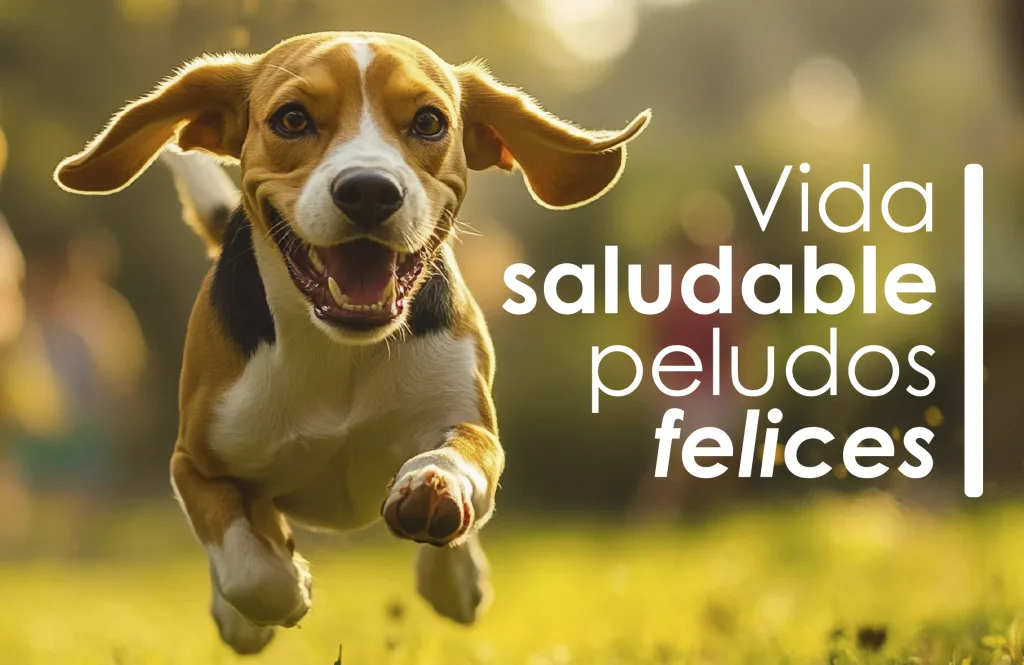 Veterinaria en San Miguel. Berlín Happy, veterinaria