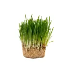 Pasto Natural Comestible