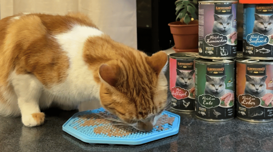 Bewi Cat y Leonardo: La nutrición húmeda que tu gato ama y necesita