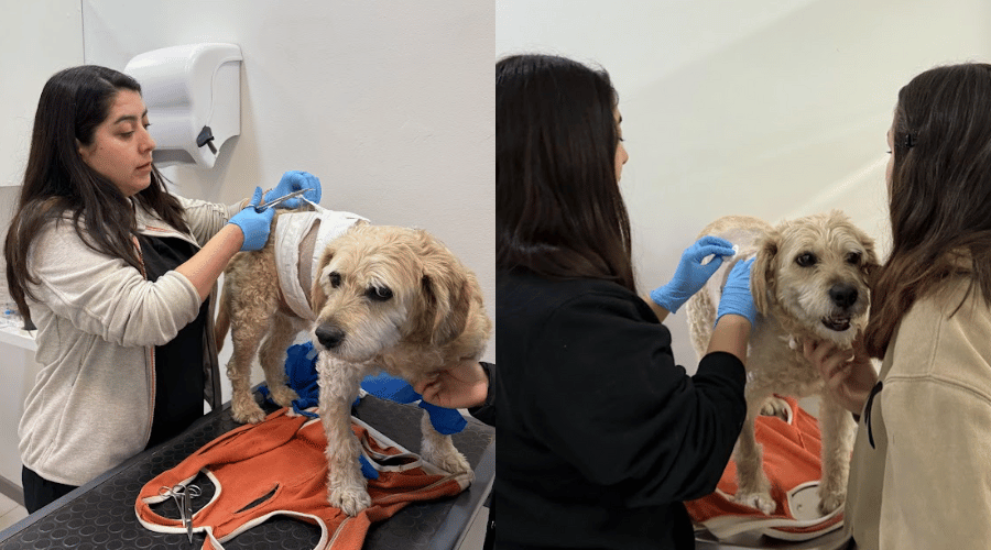 Doctora Paula sanando a Richard Parker