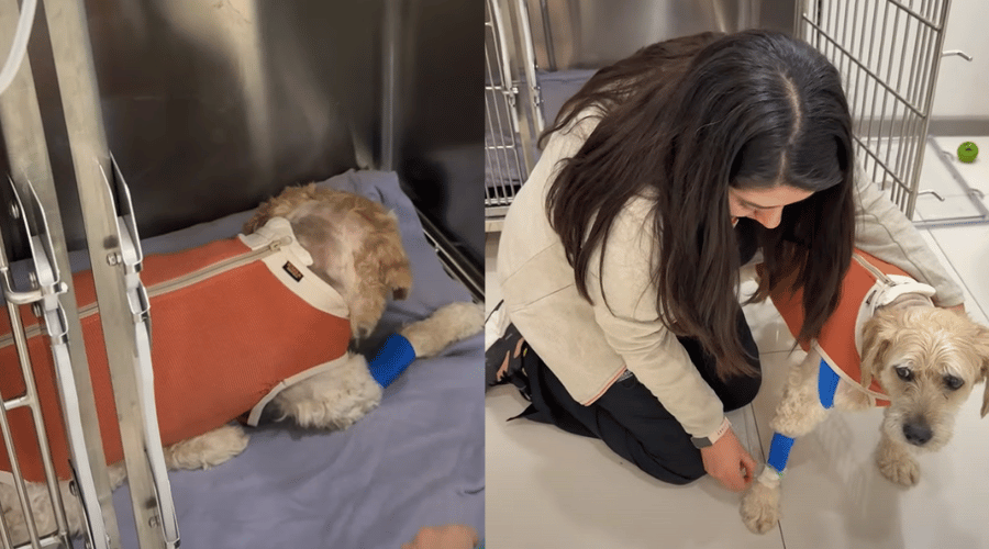 Richard Parker luego de la operación