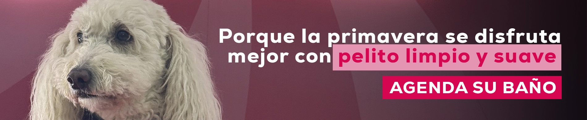Peluquería para perros y gatos en San Miguel