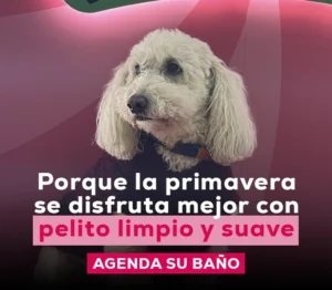 Activaciones de marketing, eventos y encuentro de mascotas en San Miguel, jornadas de adopción y promotorías