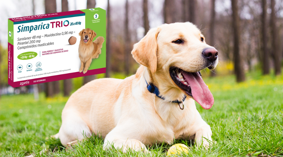 Simparica Antiparasitario