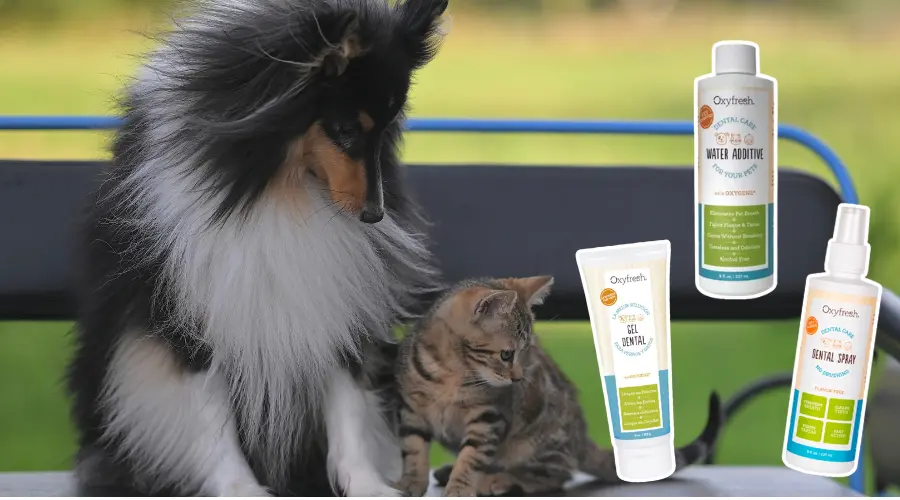 Qué es Oxyfresh y dónde conseguirlo en Chile