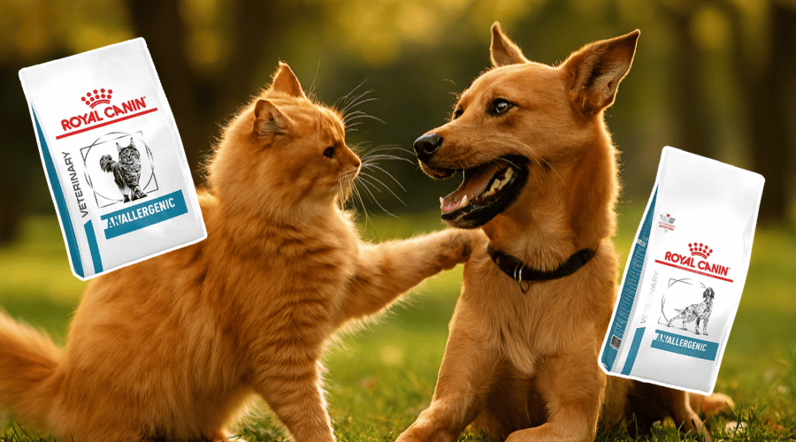Royal Canin Anallergenic: qué es y dónde comprarlo