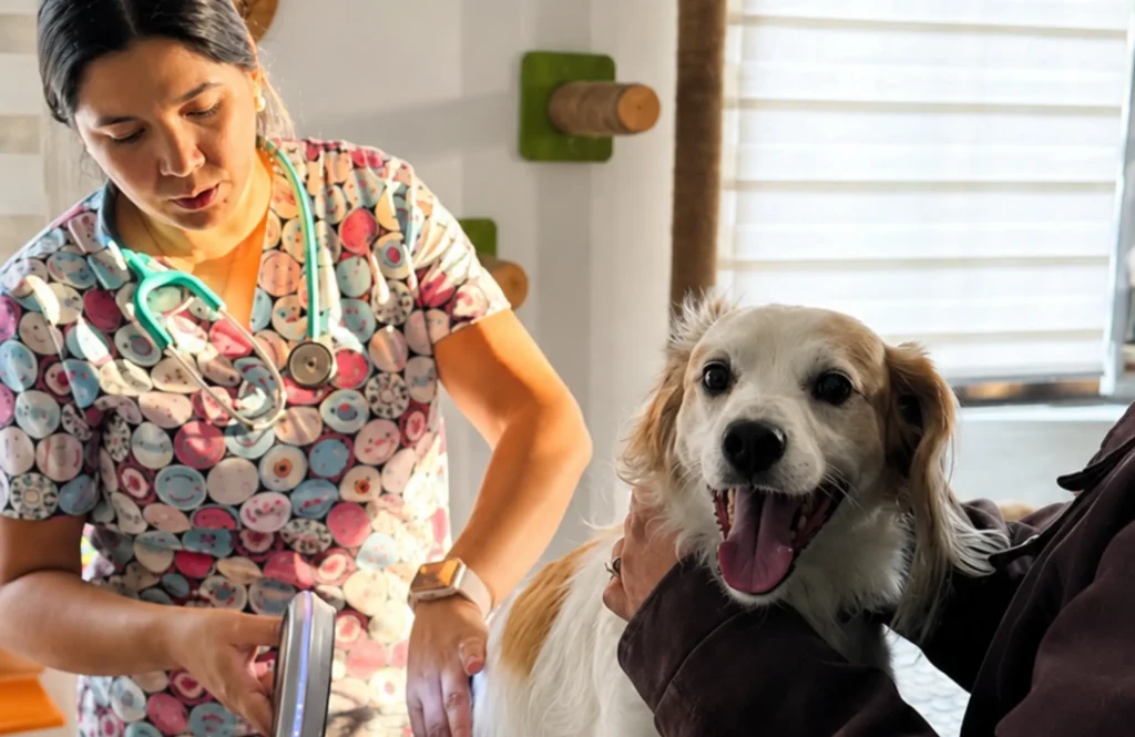 Dermatología veterinaria